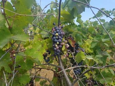 ferma torpaq: 24 sot, Tikinti, Makler, Kupça (Çıxarış) — 5