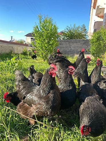 toyuqların satışı: Toyuq, Australorp, Damazlıq — 5