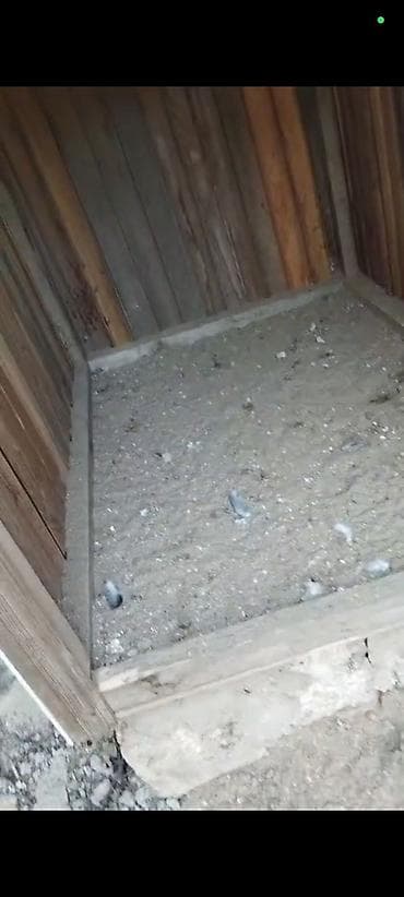 heyvanlar quba: Salam tezə yiğirib əla vəziyyətdədir 15 manat — 2