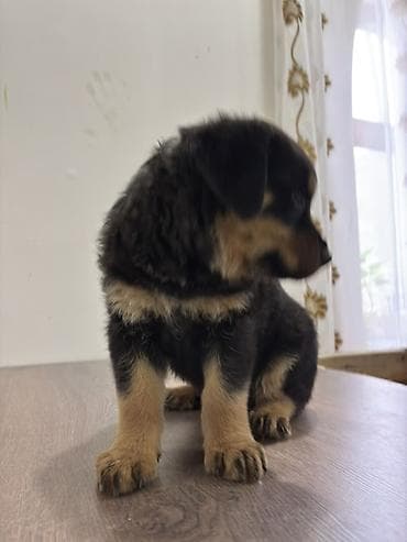 van pisiyi satilir: Rotveyler, 2 ay, Dişi — 7