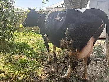 inək: Ala qara cins inekdi. 2 qarin doğub. 23-24 litr süd verir. Tag sağlam — 1