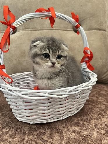 pi̇şi̇k: Şinşilla, Dişi, Ünvandan götürmə, Ödənişli çatdırılma, Rayonlara çatdırılma — 2