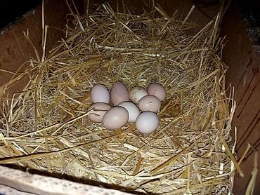 xoruz gence: Brahma cins toyuqlar və xoruzlar 2 - Növ: Brahma (iri bədənli, lələkli — 9