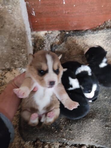 akita inu poklanjam: Xaski, 1 ay, Dişi — 1