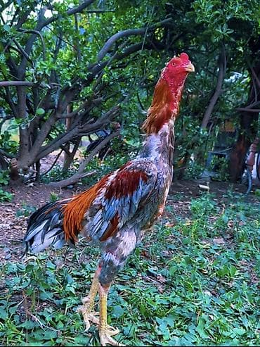 bülbül quşu: Xoruz, Heyratı, il: 1, Ünvandan götürmə, Ödənişli çatdırılma, Rayonlara çatdırılma — 1