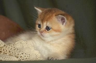 пушистые котята: Золотая шиншилла, Самец, Самка, Самовывоз — 5