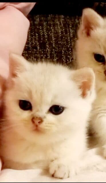 van pisiyi satilir: Britan, Dişi, Yaxşı əllərə, Ünvandan götürmə — 7