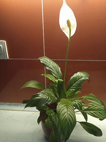 dekabrist gulu qulluq: Spathiphyllum (Sülh çiçəyi) – ev üçün dekorativ otaq bitkisi - Bitki — 1