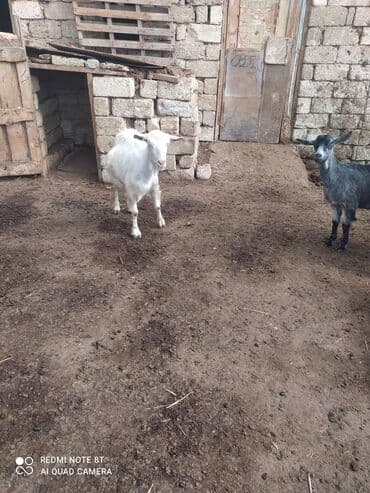 Dişi, Zanen, il: 4, Südlük lalafo.az -da Dişi, Zanen, il: 4, Südlük