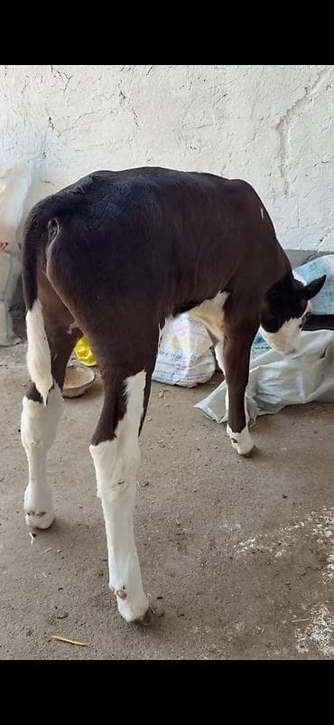 goyercin berde type 0: Satılır: dana (qara-ağ rəngli, alnı və ayaqları ağ, bədəni tünd rəng) — 3