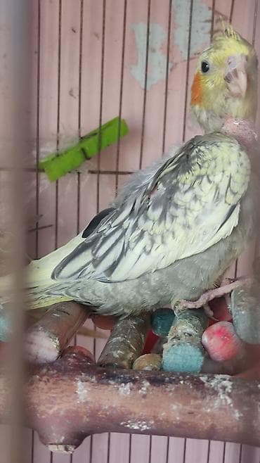 Амадины: Nimfa (cockatiel) – nadir rəng çaları - Rəng: krem-sarı və boz — 5
