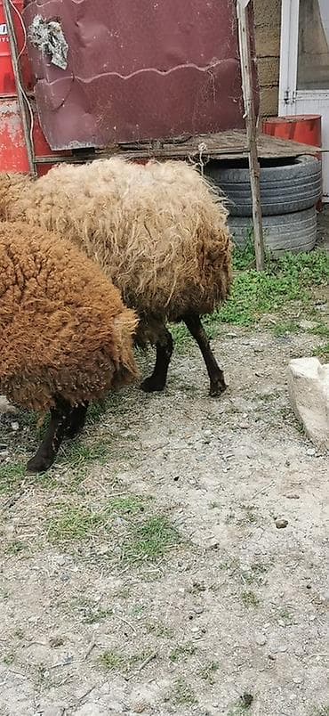 afcarka balasi erkey: Qoyunlar – yerli cins, qəhvəyi rəngli - Say: 2 baş 2 dişi Qala — 7
