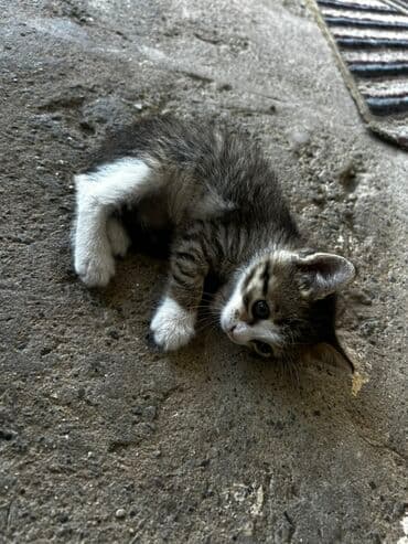 Yaxşı əllərə, Ünvandan götürmə lalafo.az -da Yaxşı əllərə, Ünvandan götürmə