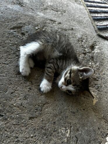 возьму котенка в добрые руки: Yaxşı əllərə, Ünvandan götürmə — 1