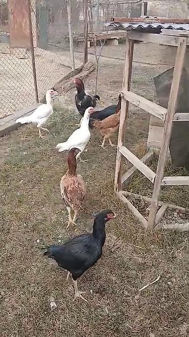 Balıqlar: Türk cinsi döyüşkənlər.1yaş yarımlıqdılar.1xoruz 4 fərə .xoruz 70 — 1