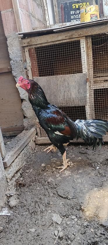 inək satılır binə: Xoruz, Brazil, il: 3, Ödənişli çatdırılma — 7