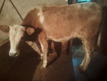 Inəklər, öküzlər: Satılır: cins dana - Növ: iribuynuzlu (dana) - Rəng: açıq qəhvəyi — 7