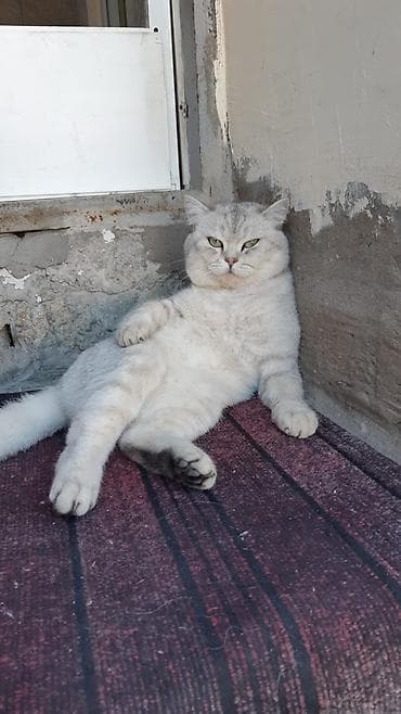 sinsila pisik: Britan — 4