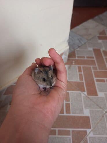 Cırtdan hamster (əlin içində rahat sığan ölçü) – yumşaq qəhvəyi-boz