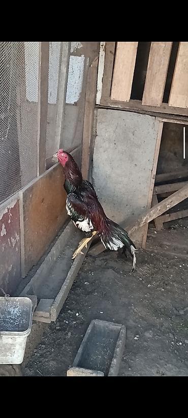 cucə: Super cins heyratilar satilir isimle elaqadar tərgidirem deye hamsini — 3