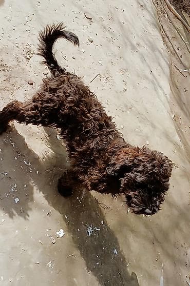 it baytarı: Pudel — 4