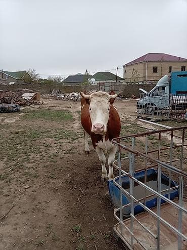 i̇nekler: Simental tipli qırmızı-ağ rəngdə inək. - Böyük cüssəli, sümük quruluşu — 4