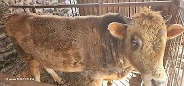 ev heyvanlar: Satlıq erkək heyvan – buğa - Cins: qarışıq yerli (şəkillərdə görünən — 3