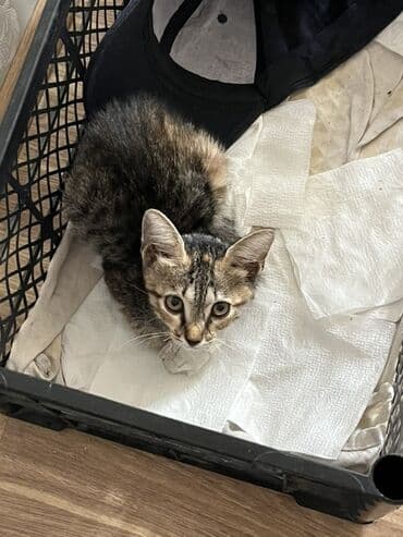 котенок в хорошие руки: Табби, В добрые руки — 1