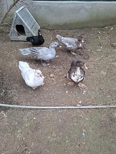 Кошки: Sort ördek yumurtası 1.30 azn. Ördeklerin satışıda mövcuddur. Bakı — 2