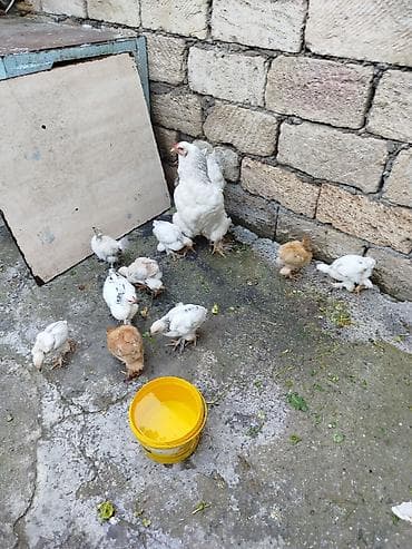 yerli inek cinsleri: Toyuq, Damazlıq — 2