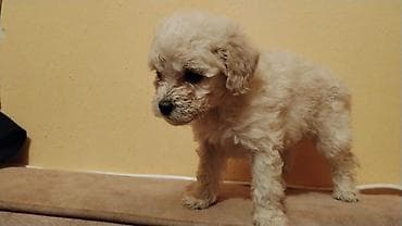 at heyvan: Pudel balaları satılır. 45 günlük Saf qan orta ölçülü balalar Krem — 2