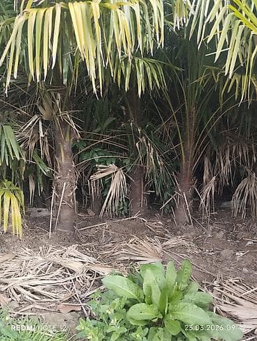 donuz eti satilir: Landşaft üçün palma kolları – canlı hasar və tropik görünüş üçün - — 2