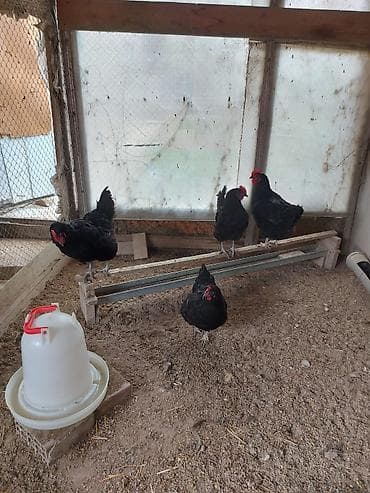 tap.az heyvanlar xudat: Toyuq, Yumurtalıq — 2