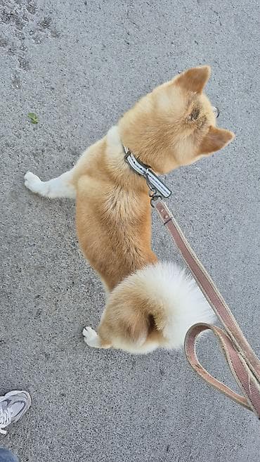 erkek: Akita-inu, Erkek — 3