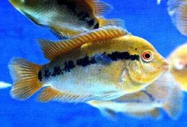 продажа аквариумных рыбок: Цихлид — 6