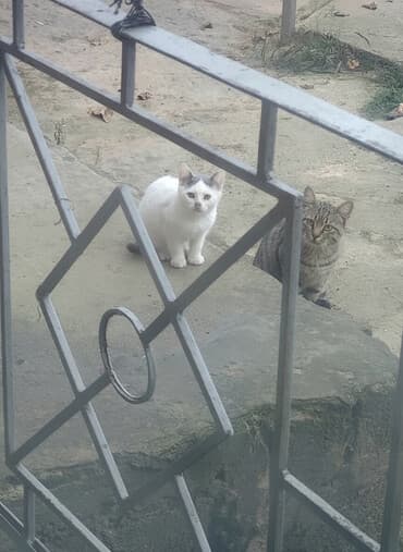 pişik etibarlı: Erkək, Dişi, Yaxşı əllərə, Ünvandan götürmə — 1