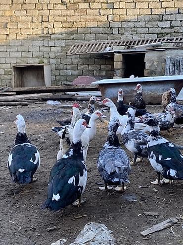 qus yuvalari: Lal ördəklər tam sağlar cavandılar 1 ilin fərələridi, 7 8 aylıqlarda — 8