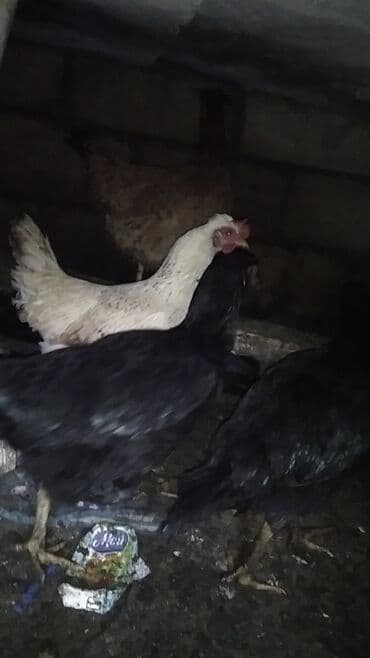 Toyuq, Ətlik lalafo.az -da Toyuq, Ətlik