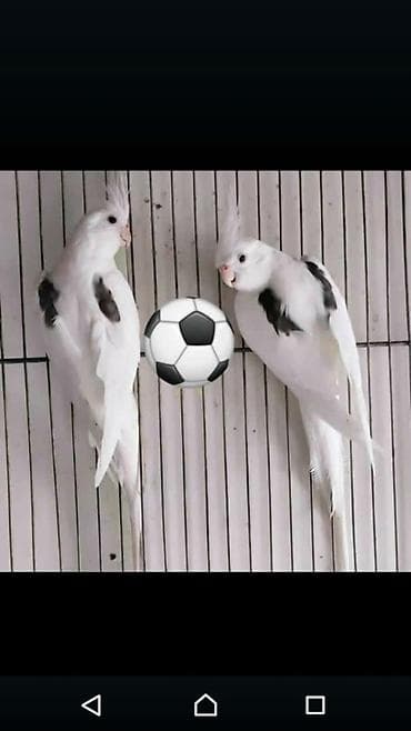 Göyərçinlər: Bir ədədi -100-azn 150 azn aq rəydə olanlar qiymət fərqli hazır — 1