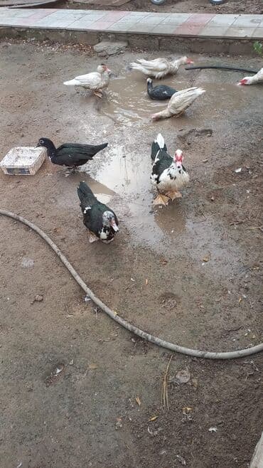 Muşkovi ördəklər (indoutka) – müxtəlif rənglərdə Məhsul təsviri: - lalafo.az -da — 2 Muşkovi ördəklər (indoutka) – müxtəlif rənglərdə Məhsul təsviri: - — 2