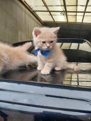 mingəcevir pişik: Britan — 10