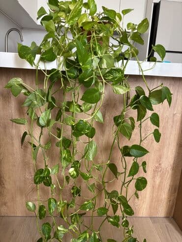 Epipremnum satılır