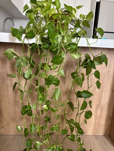 ev gülleri ve adları: Epipremnum satılır — 1