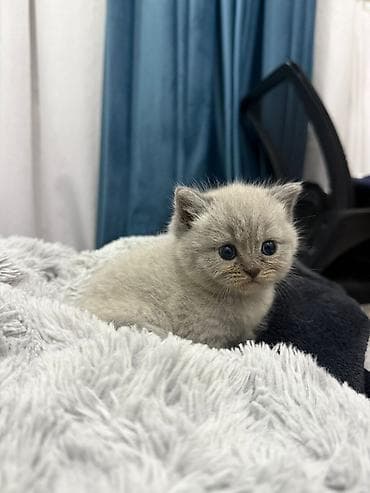 pişik boz: Britan — 3