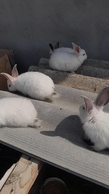 bildircin satılır: Kaliforniya balalar satılır. Fikti ciddi olanlar buyursunlar — 2