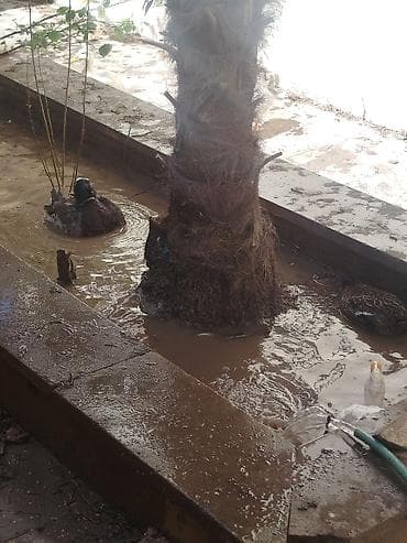 tap.az toyuqlar: Dişi, Yumurtalıq — 4