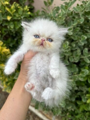 şotlan pişik: Şotland yastı qulaq, Erkək, Dişi, Yaxşı əllərə, Ünvandan götürmə, Pulsuz çatdırılma, Ödənişli çatdırılma — 105