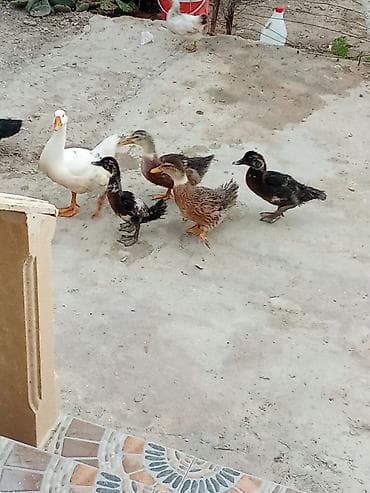 Heyvanlar: Satış: ördəklər - Növlər: müxtəlif cinslər (ağ Pekin tipli, rəngli — 3