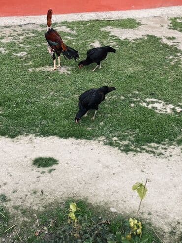 ev heyvan: Heyratı xoruz satılır 1 yaş 3 aylıqdı qəşəy viddi heyvandı təcili pul — 3