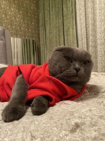 xamyak evi: Sahiblendirilir yeni doğulmuş körpe olduguna göre heyete buraxılıb — 2